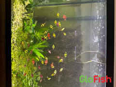 GloFish GloFish® Tiger Barb Add-on Collection 3pk (puntius tetrazona) Review