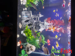 GloFish GloFish® Tiger Barb Single Color Set (3ct) Review