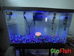 GloFish GloFish® Zebra Danio Single Color Set (3ct) Review