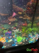 GloFish GloFish® Skirt Tetra Single Color Set (3ct) Review
