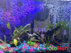 GloFish GloFish® White Skirt Tetra Add-On Collections 3pk (gymnocorymbus ternetzi) Review