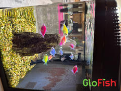 GloFish GloFish® White Skirt Tetra Add-On Collections 3pk (gymnocorymbus ternetzi) Review