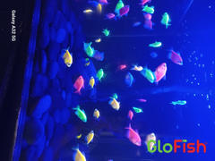 GloFish GloFish® Long-Fin Skirt Tetra Single Color Set (3ct) Review