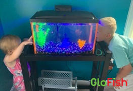 GloFish GloFish® Red & Blue Collection 11ct Review