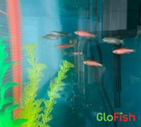 GloFish GloFish® Red & Blue Collection 11ct Review