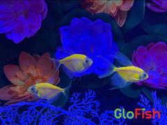 GloFish GloFish® Long-Fin White Skirt Tetra Pick Your Color Collection 5ct. (gymnocorymbus ternetzi) Review