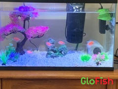 GloFish GloFish® Long-Fin White Skirt Tetra Pick Your Color Collection 5ct. (gymnocorymbus ternetzi) Review