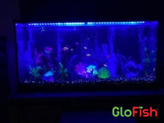 GloFish GloFish® Long-Fin Skirt Tetra Single Color Set (5ct) Review