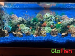 GloFish GloFish® Assorted Long-Fin White Skirt Tetra Collection 6ct (gymnocorymbus ternetzi) Review