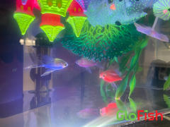 GloFish GloFish® Assorted Long-Fin White Skirt Tetra Collection 6ct (gymnocorymbus ternetzi) Review