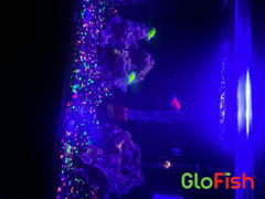 GloFish GloFish® Special Flake Food Review