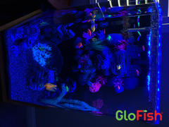 GloFish GloFish® Special Flake Food Review