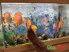 GloFish Bushy Nose Pleco Review