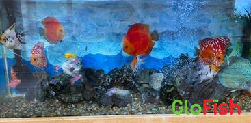 GloFish Bushy Nose Pleco Review