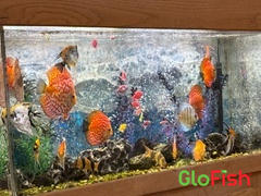 GloFish Bushy Nose Pleco Review