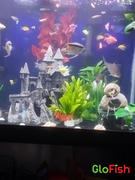 GloFish GloFish® Christmas Danio Set (5ct) Review