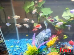 GloFish GloFish® April Fool's Set (10ct) Review