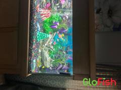 GloFish GloFish® April Fool's Set (10ct) Review