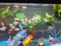 GloFish GloFish® April Fool's Set (10ct) Review
