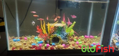 GloFish GloFish® Mother's Day Set (13ct) Review