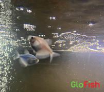 GloFish Starlight White Tetra Add-On Collection (gymnocorymbus ternetzi) Review