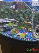 GloFish Starlight White Tetras (3ct) Review