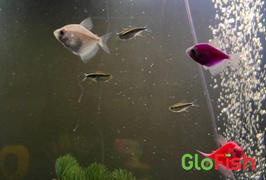 GloFish Starlight White Tetra Add-On Collection (gymnocorymbus ternetzi) Review