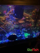 GloFish GloFish® Mixed Zebra Danio Set (5ct) Review