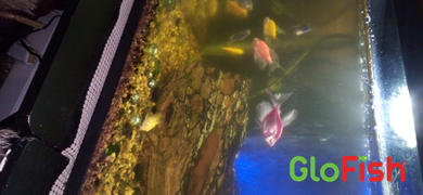 GloFish GloFish® Wafers 1.58 oz Review