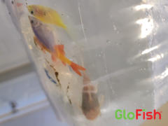 GloFish Albino Bushy Nose Pleco (ancistrus cirrhousus) Review