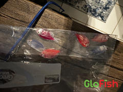 GloFish GloFish® Skirt Tetra Tulip Set (6ct) Review