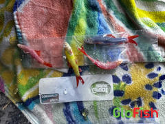 GloFish GloFish® Skirt Tetra Tulip Set (6ct) Review
