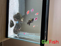 GloFish GloFish® Long-Fin Skirt Tetra Orchid Set (6ct) Review