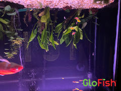 GloFish GloFish® Seasonal Sets Review
