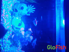 GloFish GloFish® Moonlight Collection 8ct Review