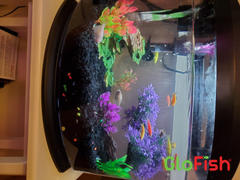 GloFish GloFish® Assorted Zebra Danio Dozen Collection (danio rerio) Review