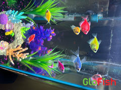 GloFish GloFish® Skirt Tetra Deluxe Set (8 ct) Review