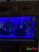 GloFish GloFish® Skirt Tetra Deluxe Set (8 ct) Review