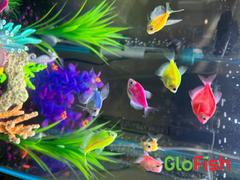 GloFish GloFish® Skirt Tetra Deluxe Set (8 ct) Review