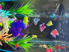 GloFish GloFish® Skirt Tetra Deluxe Set (8 ct) Review