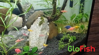 GloFish GloFish® 20G Community Set (16ct) Review