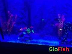 GloFish GloFish® 20G Skirt Community Set (16ct) Review