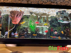 GloFish GloFish® 20G Community Set (16ct) Review