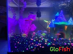 GloFish GloFish®10 Gallon Community Danio-Tetra 12ct Collection Review
