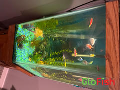 GloFish GloFish®10 Gallon Community Danio-Tetra 12ct Collection Review
