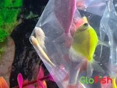 GloFish Albino Corydoras Catfish Set (3ct) Review
