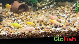 GloFish Albino Corydoras Catfish Set (3ct) Review