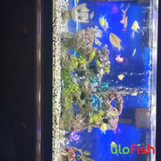 GloFish Assorted GloFish® Pristella Tetra 6pk (pristella maxilaris) Review