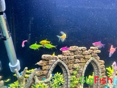 GloFish Assorted GloFish® Pristella Tetra 6pk (pristella maxilaris) Review