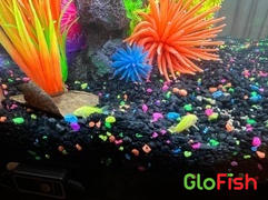 GloFish GloFish® Corydoras Catfish Single Color Set (3ct) Review
